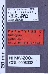 Etiketten zu Cidnopus platiai (Mertlik, 1996) (NHMW-ZOO-COL-0008302)